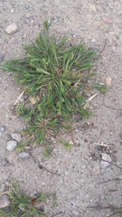 Sclerochloa dura