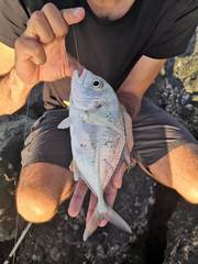 Caranx bucculentus