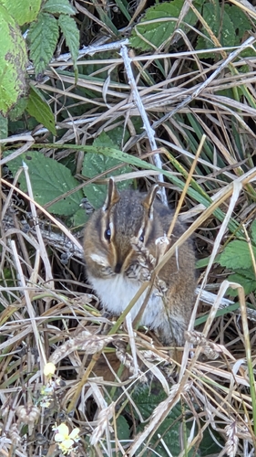Townsend's Chipmunk observed by affishionado