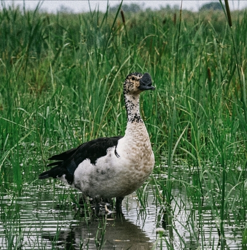 iNaturalist image