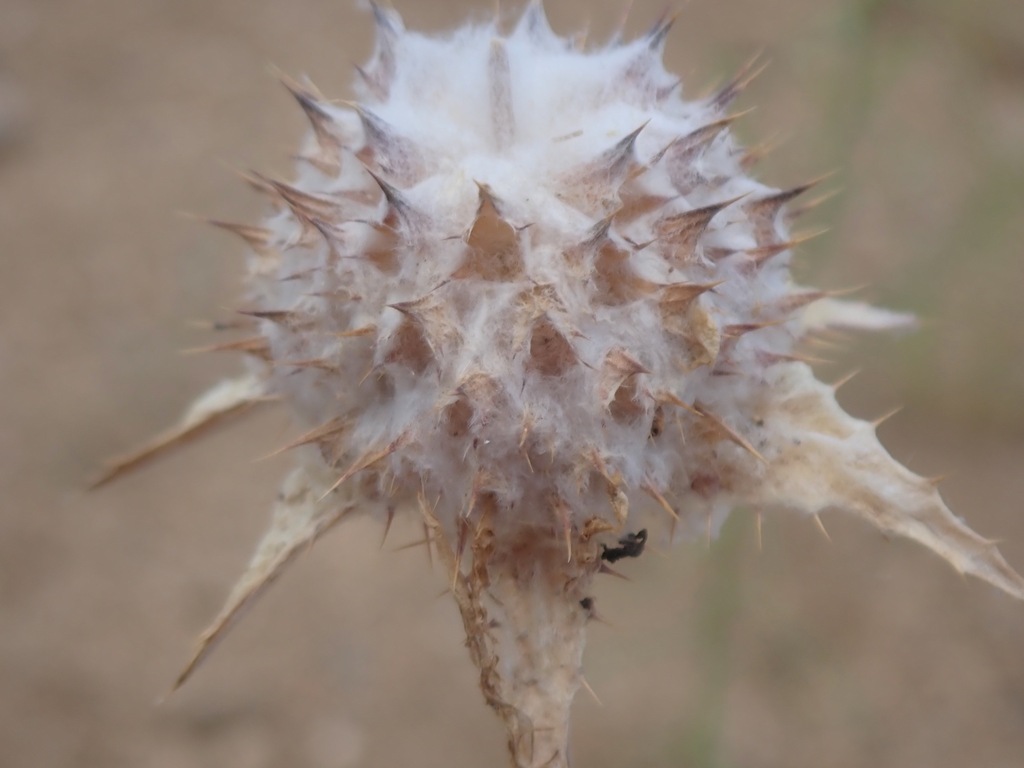 Salvia carduacea; photograph (c) Stevie Steele, some rights reserved (CC BY)