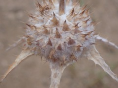 (c) Stevie Steele, some rights reserved (CC BY) Salvia carduacea, photograph (c) Stevie Steele, some rights reserved (CC BY)