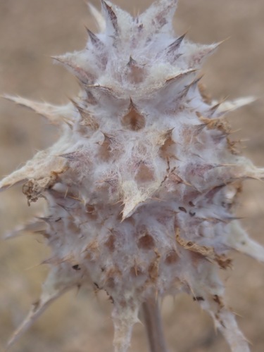 Salvia carduacea