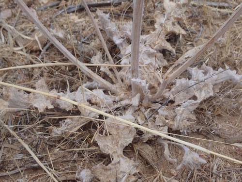 Salvia carduacea, photograph 3