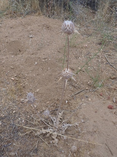 Salvia carduacea, photograph 4