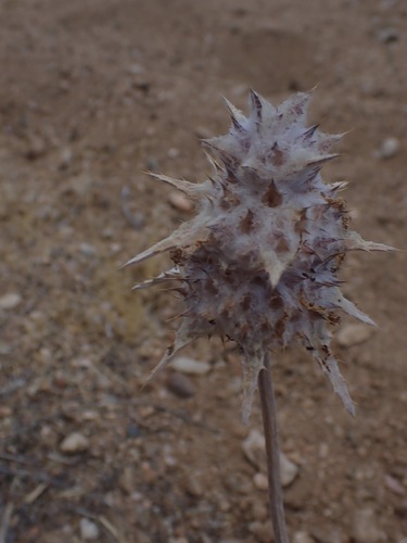 Salvia carduacea, photograph 6