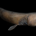 Frilled Shark - Photo (c) anonymous, some rights reserved (CC BY-SA)
