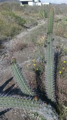 Borzicactus sepium
