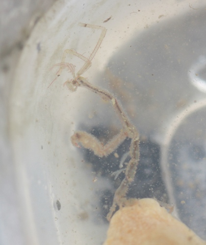 Caprella mutica