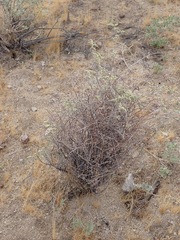 (c) Stevie Steele, some rights reserved (CC BY) Eriogonum plumatella, photograph (c) Stevie Steele, some rights reserved (CC BY)