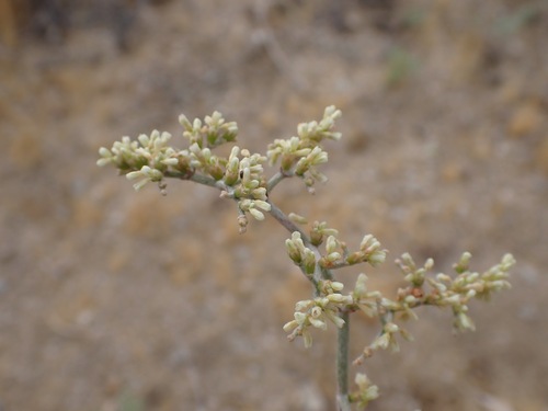 Eriogonum plumatella, photograph 4
