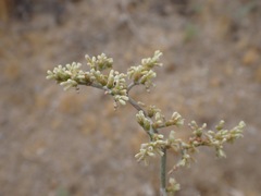 (c) Stevie Steele, some rights reserved (CC BY) Eriogonum plumatella, photograph (c) Stevie Steele, some rights reserved (CC BY)