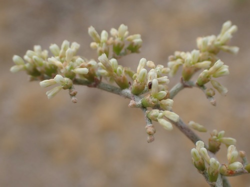 Eriogonum plumatella, photograph 5
