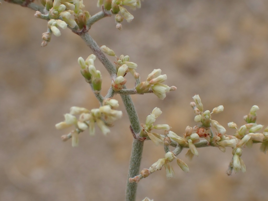 Eriogonum plumatella; photograph (c) Stevie Steele, some rights reserved (CC BY)