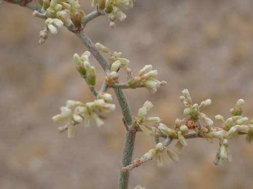 Eriogonum plumatella