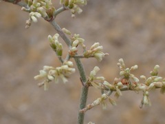 Eriogonum plumatella