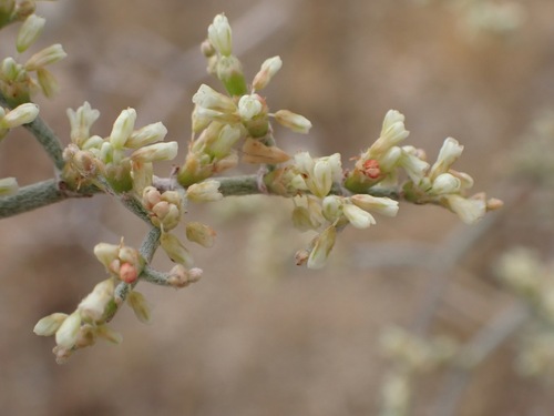 Eriogonum plumatella, photograph 1
