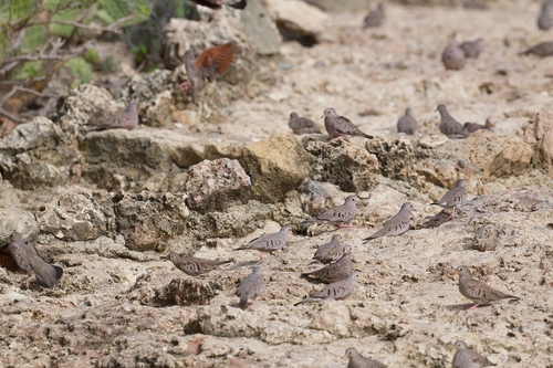 Common Ground Dove observed by grasseat