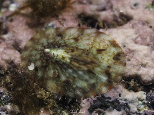 Acmaea antillarum, 2026-06-13