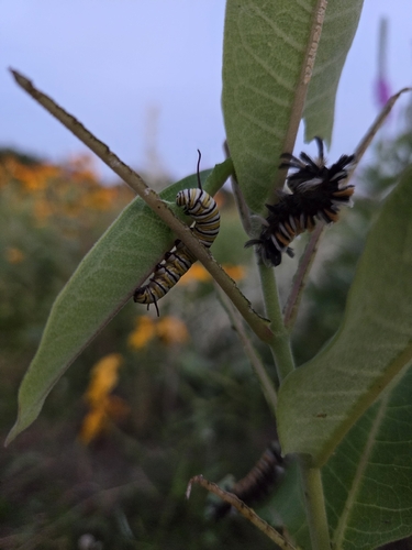 Monarch