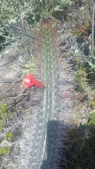 Borzicactus sepium