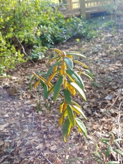Rhododendron groenlandicum