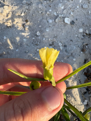 Physalis angustifolia, photograph author not stated, no rights reserved