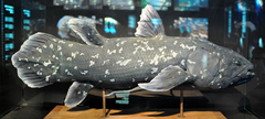 Coelacanth photo 5