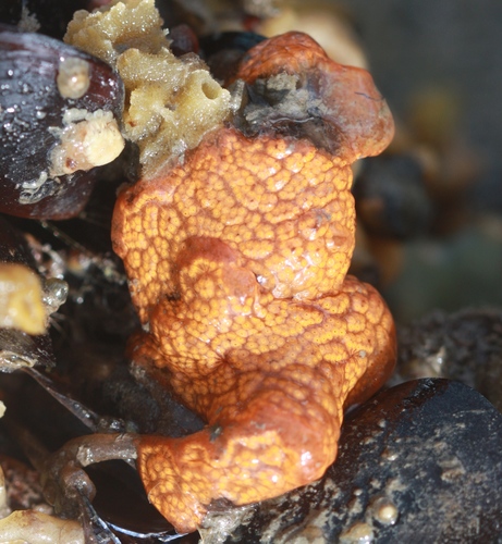 Botrylloides diegensis