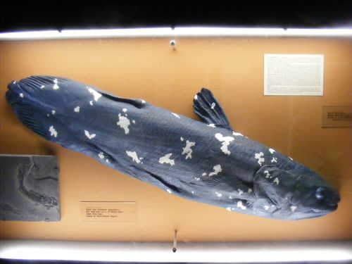 West Indian Ocean Coelacanth, photo 8 of 10