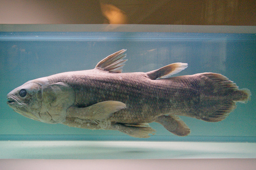 West Indian Ocean Coelacanth, photo 9 of 10