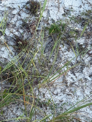 Paronychia erecta, photograph author not stated, no rights reserved