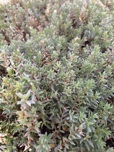 Chenolea diffusa, photograph 6
