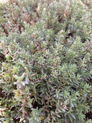 Chenolea diffusa, photograph (c) Andreas De Beer, some rights reserved (CC BY)