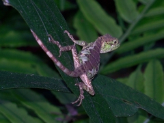 Diploderma polygonatum