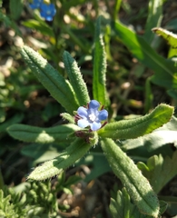Anchusa thessala