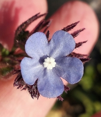 Anchusa thessala