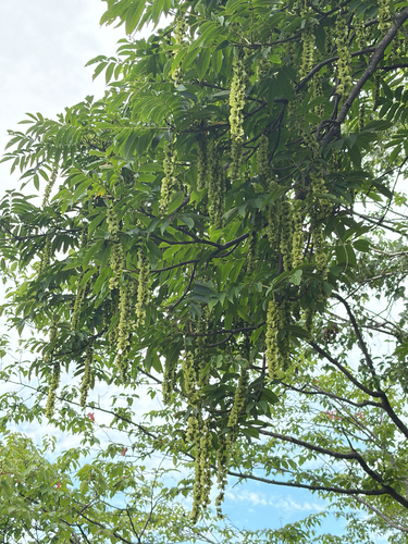 Pterocarya rhoifolia observed 2026-07-17