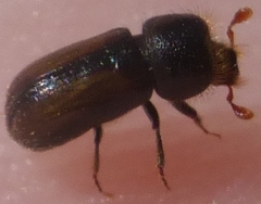 Trypodendron