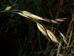 Bromus brachystachys