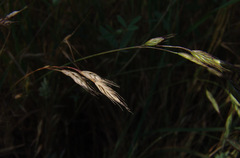 Bromus brachystachys
