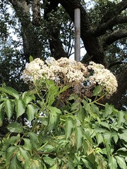 Sambucus canadensis