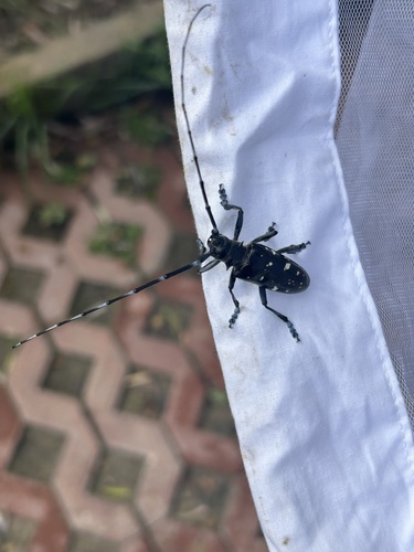 Asian Longhorned Beetle