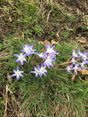 Scilla