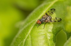 Otites porcus