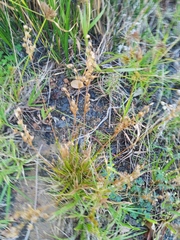 Juncus capensis