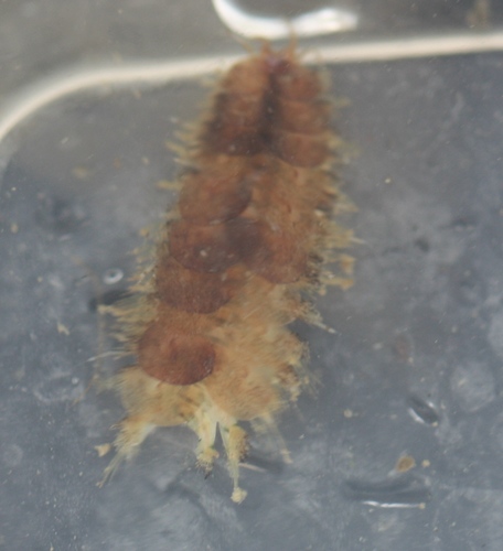 Harmothoe imbricata