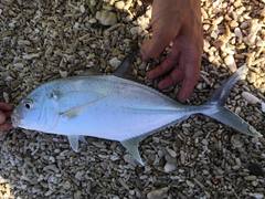 Caranx papuensis