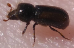 Trypodendron