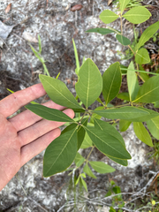 Baptisia lanceolata, photograph author not stated, no rights reserved